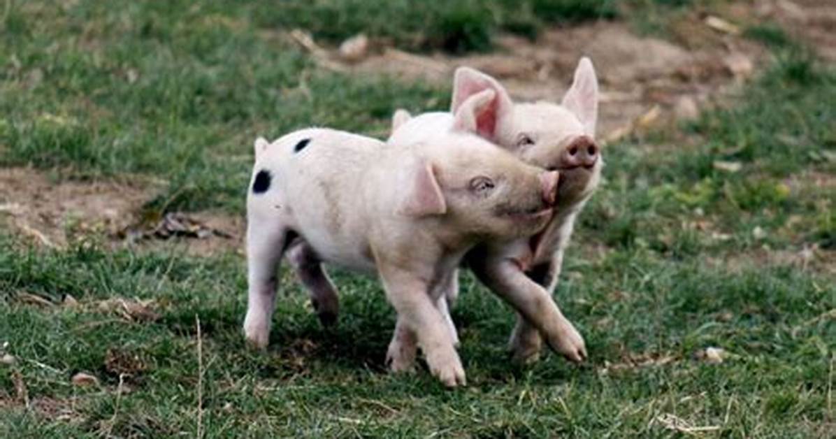 Spot Pig