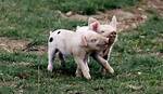 Spot Pig
