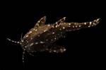 Spotted Raphael Catfish