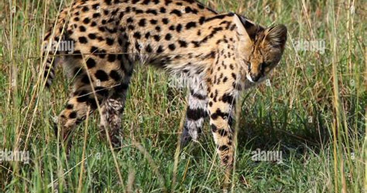 Spotted Wildcat