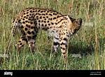 Spotted Wildcat