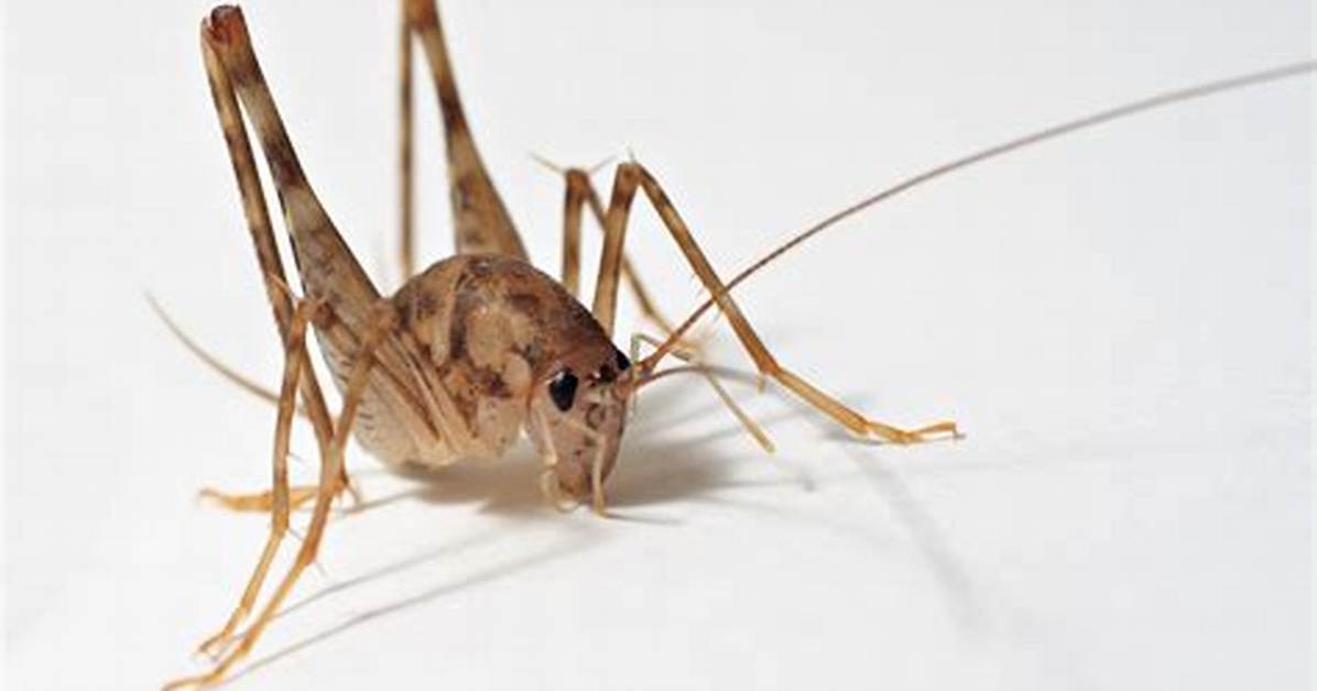 Spricket Bug