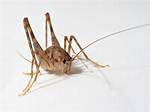 Spricket Bug