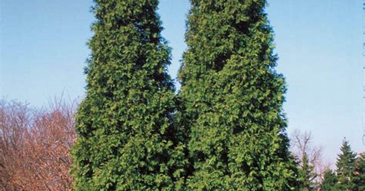 Spring Grove Arborvitae