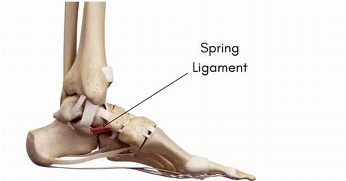 Spring Ligament