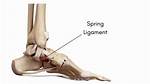 Spring Ligament