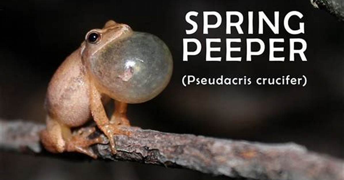 Spring Peeper Sound