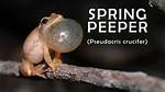Spring Peeper Sound