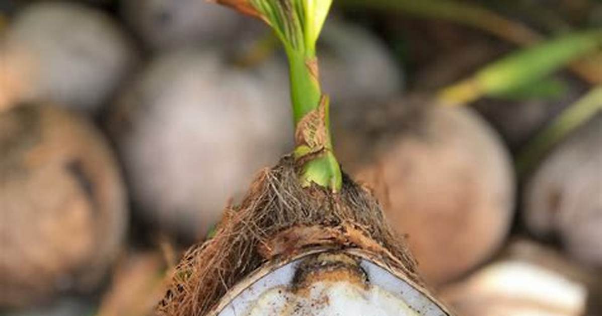 Sprouted Coconut