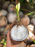 Sprouted Coconut
