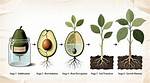 Sprouting Avocado Seed