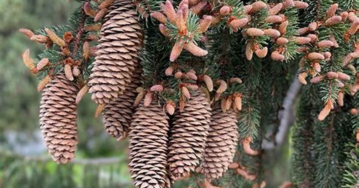 Spruce Cones