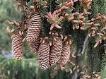 Spruce Cones