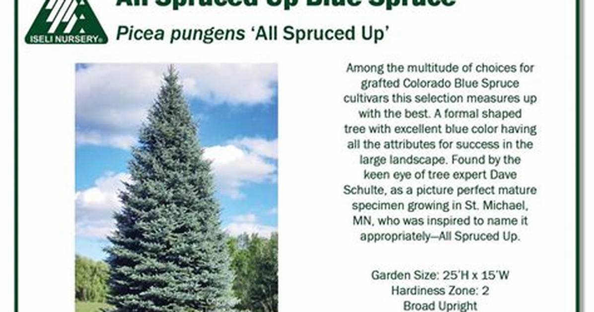 Spruced (Up)