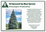 Spruced (Up)