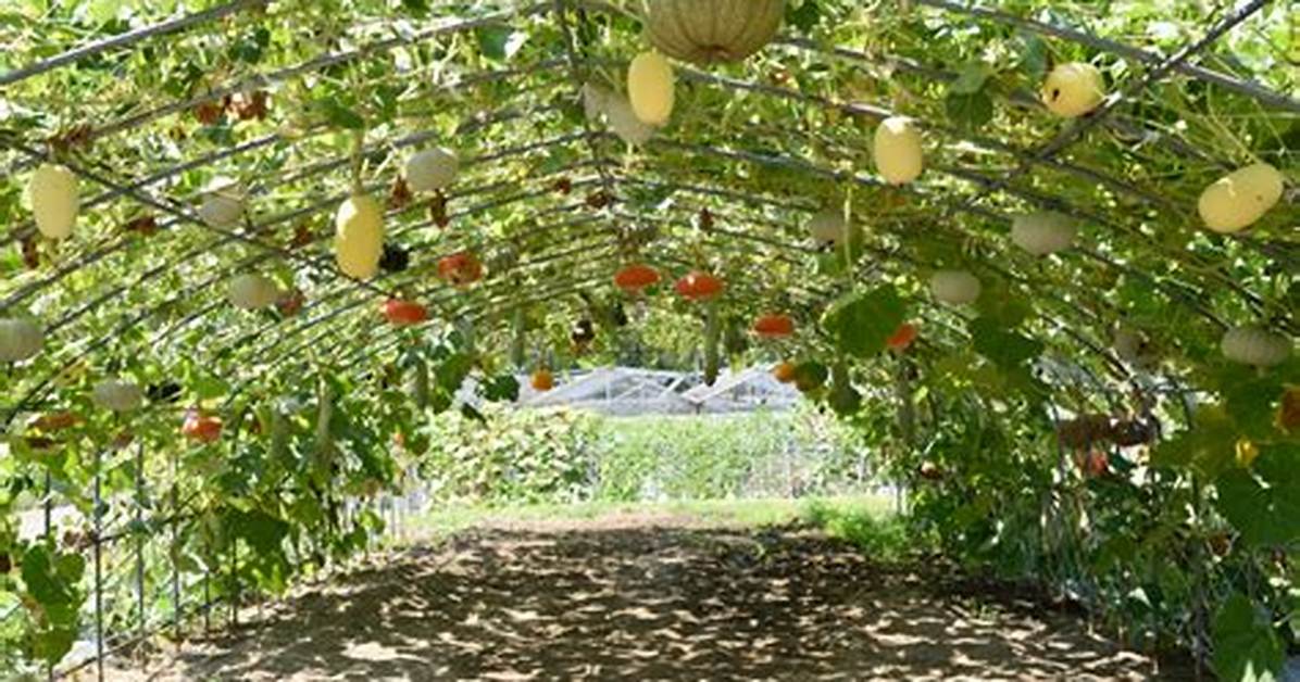Squash Trellis