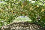 Squash Trellis