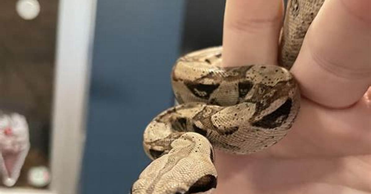 Squeezy Snakes