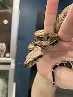 Squeezy Snakes