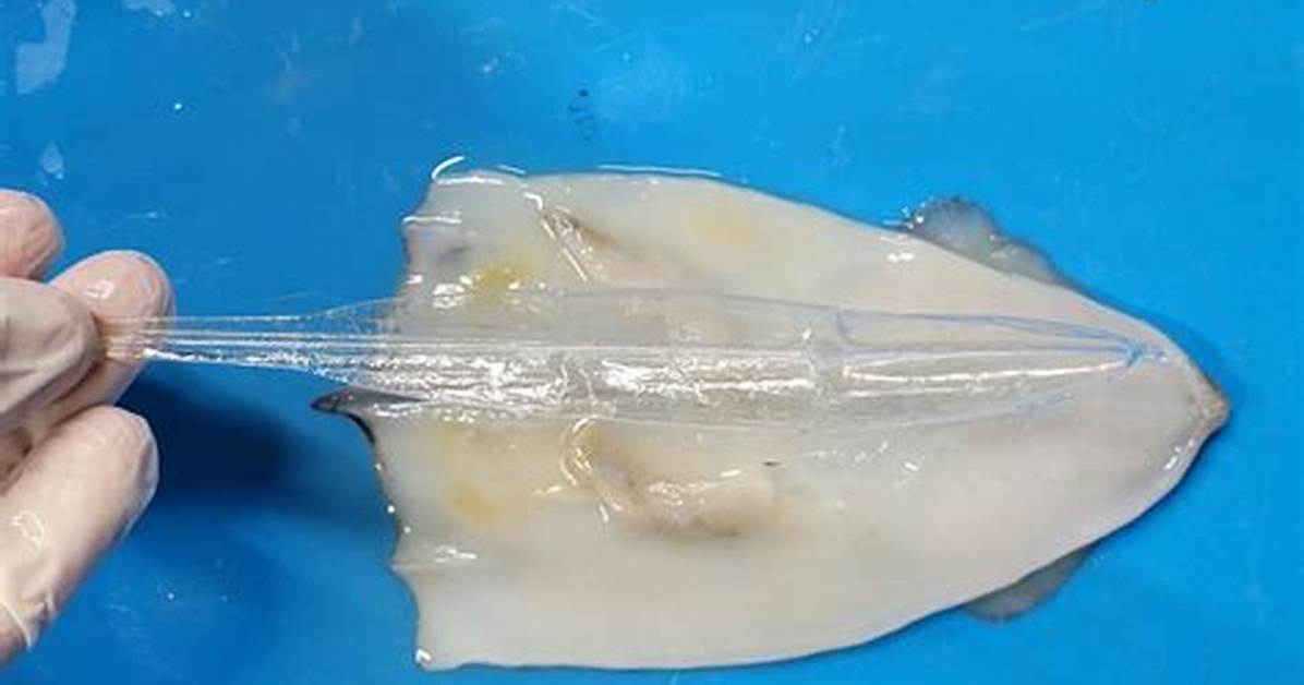 Squid Pen