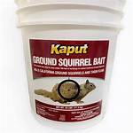Squirrel Bait