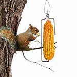 Squirrel Corn Cob