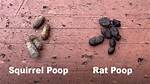 Squirrel Feces