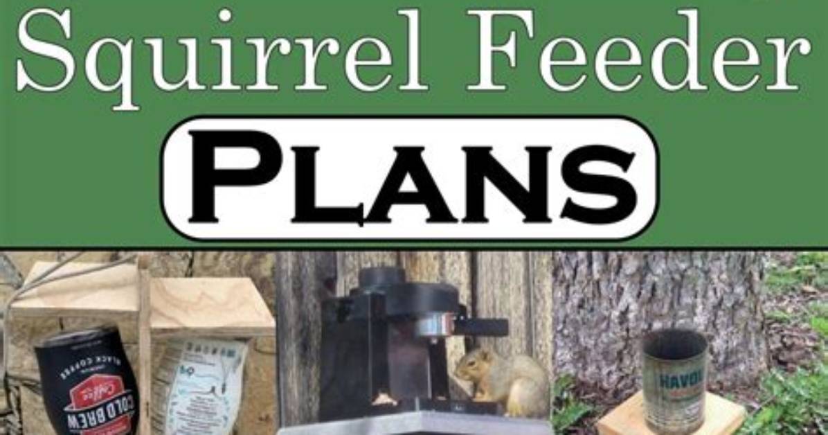 Squirrel Feeder Diy