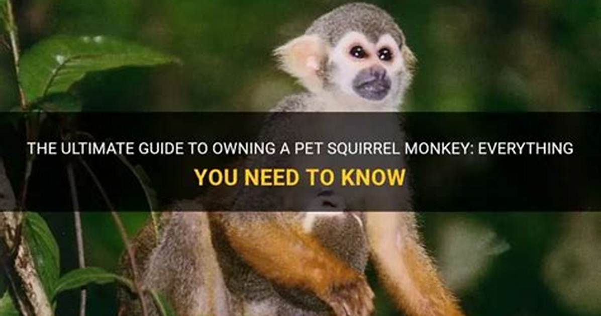 Squirrel Monkey Pet