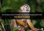 Squirrel Monkey Pet