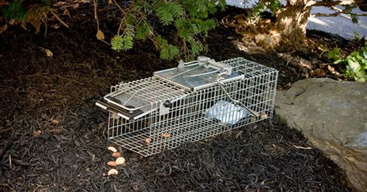 Squirrel Trap Bait