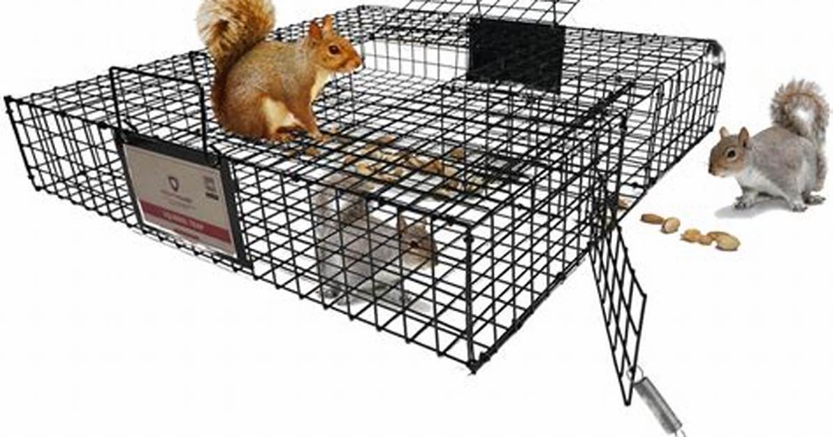 Squirrelinator