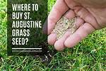 St. Augustine Grass Seed