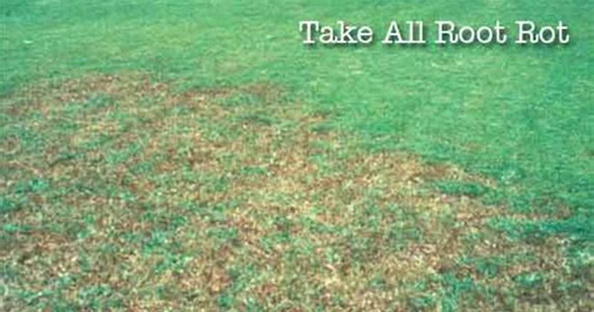 St Augustine Root Rot