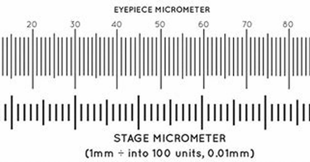 Stage Micrometer
