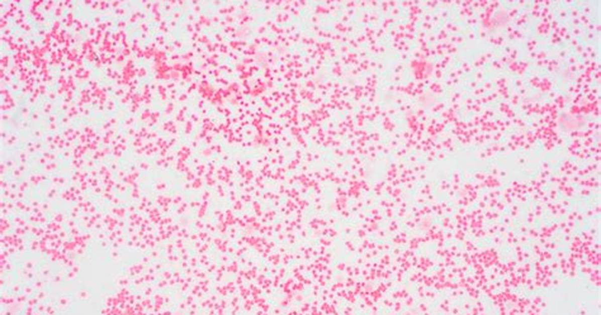 Staphylobacillus