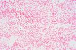 Staphylobacillus