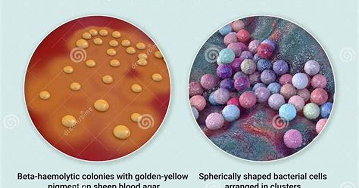 Staphylococcus Aureus Shape