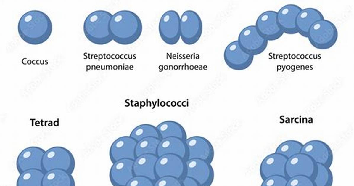 Staphylococcus Shape