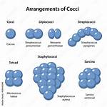 Staphylococcus Shape