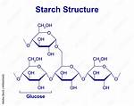 Starch Molecule