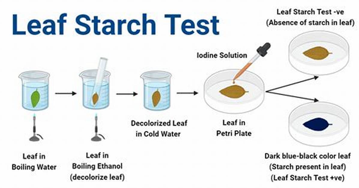 Starch Test