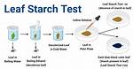 Starch Test