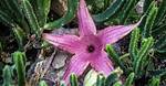Starfish Cactus