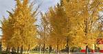 Stately Shade Tree