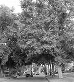 Stately Shade Trees