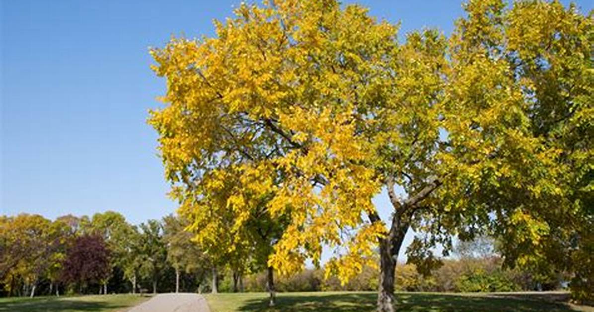 Stately Trees