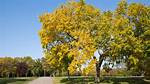 Stately Trees