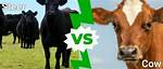 Steer vs Cow