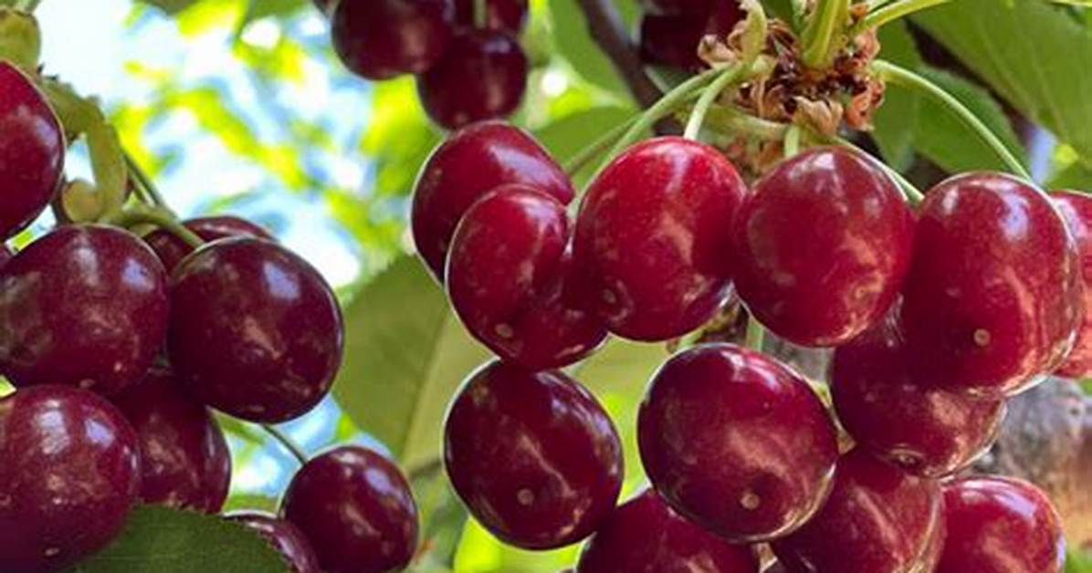 Stella Cherry Tree